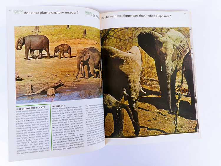 Elefants - sloni