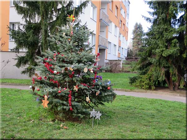 Vánoční stromky jsou na suchu