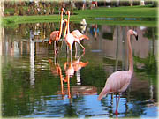 Plameňáci - Hotel Natura Park, Dominikánská republika