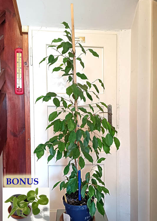 Prodám Fíkus drobnolistý - benjamin