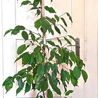 Fíkus drobnolistý - benjamin + bonus