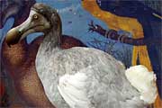 Dodo - Dronte mauricijský neboli blboun nejapný