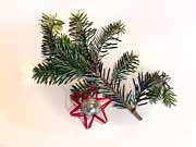 Vánoční hvězdice