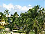 Rozevláté palmy v areálu Hotelu Paradise
