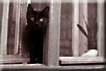 140 - Kočka v okně v ulicci Jablonského